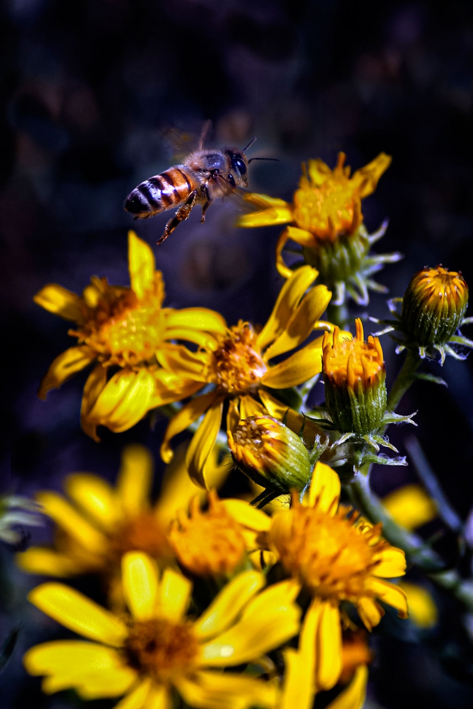 Photo of the Week "Bee to flower – permission to land!" by Bob Crum. Photo data: Canon XSi, Canon 35-250mm lens @229 mm; Exposure, ISO 400, aperture f/5.6, shutter speed 1/2000 of a second.