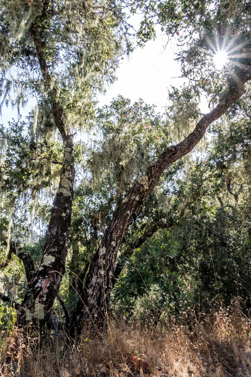 Photo of the Week "Canyon live oak, Spanish moss and sunstar" by Bob Crum. Photo data: ISO 1,000, 16-300mm lens @16mm, f/22 @ 1/100 seconds.