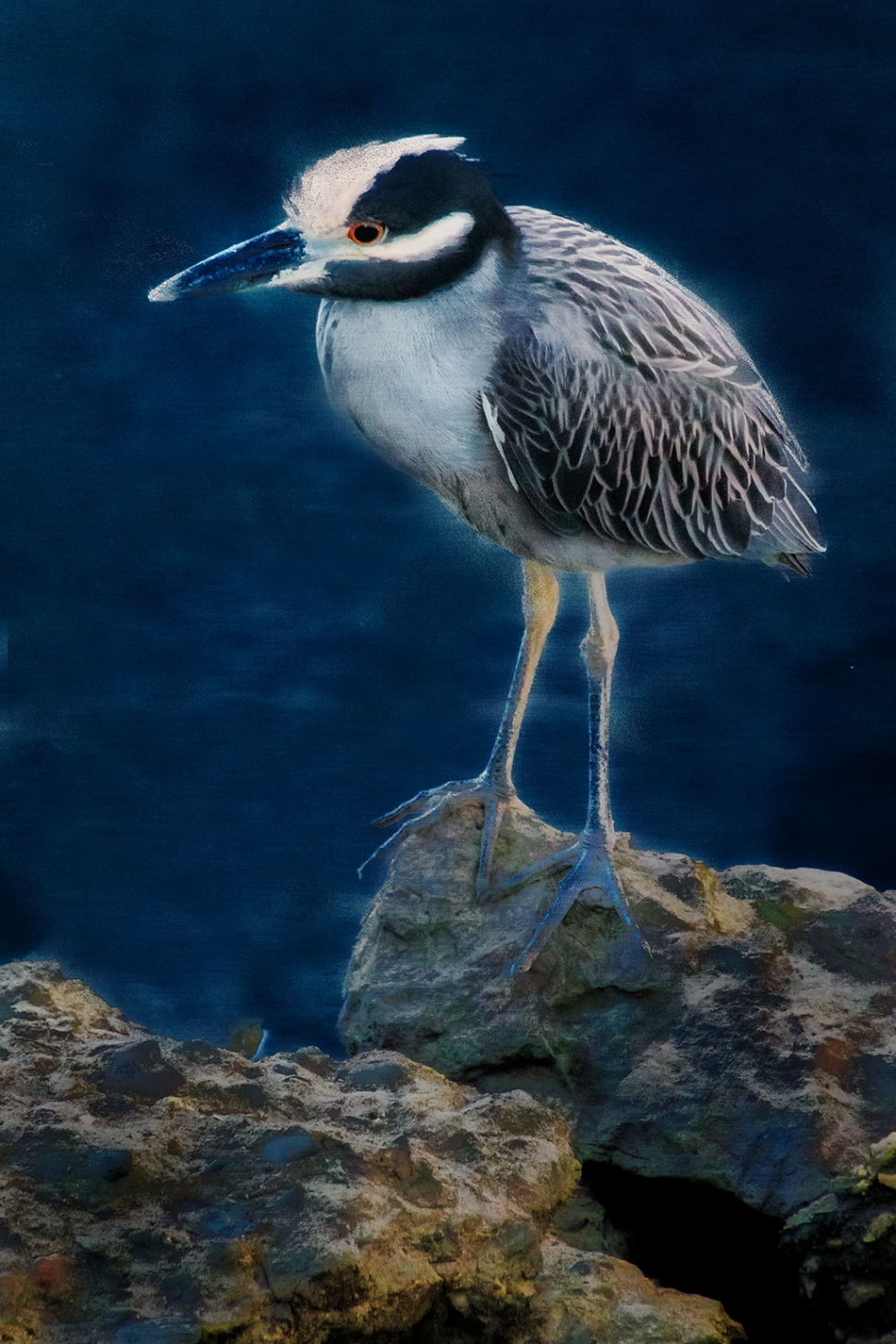 Photo of the Week "Yellow crowned night heron, a rare sight in Ventura" by Bob Crum. Photo data: Canon 7D MKII camera, ISO 10,000, Tamron 16-300 lens @277mm, aperture f/11, shutter speed 1/320 of a second.