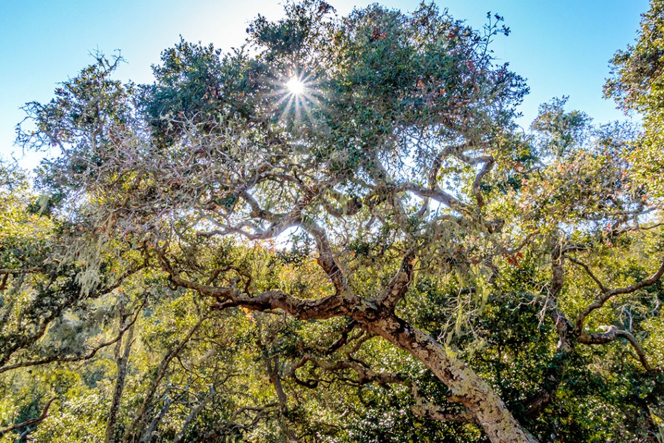 Photo of the Week: "An oak, some lichen, Spanish moss and a Sunstar" by Bob Crum. Ah! Photo data: Canon 7DMKII camera with Tamron 16-300mm lens @16mm, no filters. Exposure; ISO 1,000, aperture f/22, shutter speed 1/100 second. 