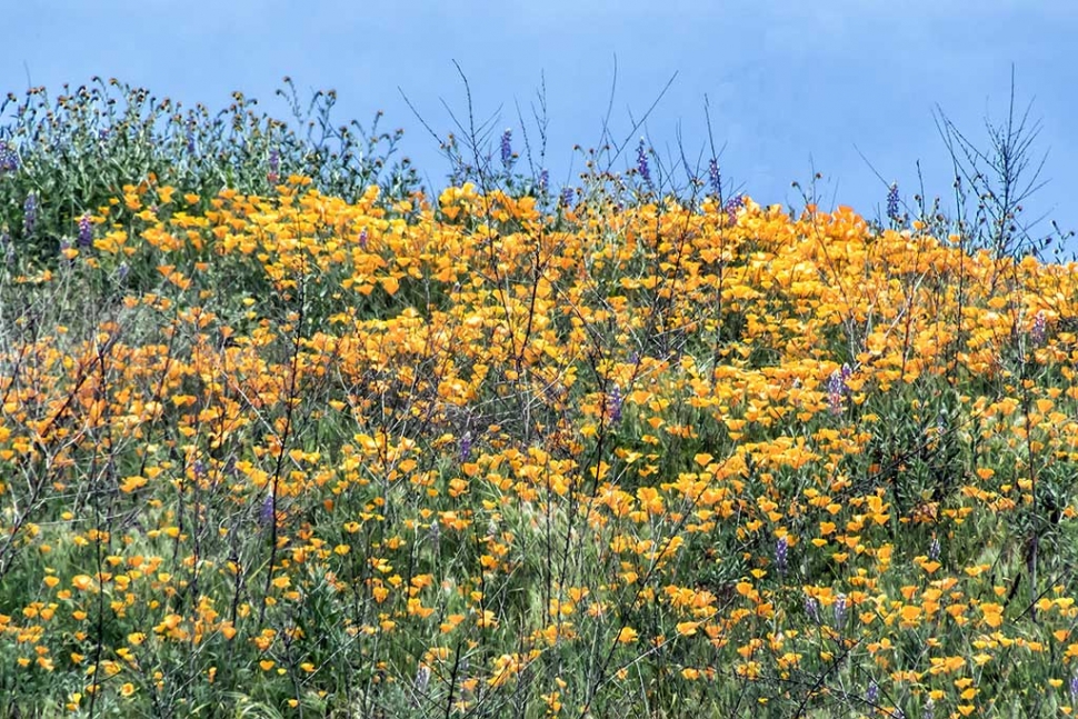 Photo of the Week "Hillside poppies..." by Bob Crum. Photo data: ISO 1250, 300mm, f/11, 1/400 sec.