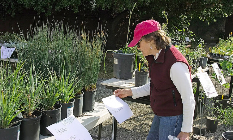 The Ojai Valley Museum is hosting its annual Fall Native Plant Sale on Saturday, October 2nd from 9 a.m. to 2 p.m. in the museum’s back courtyard.