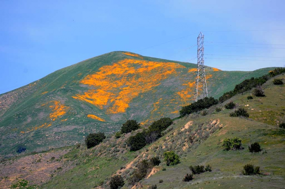 California Poppies