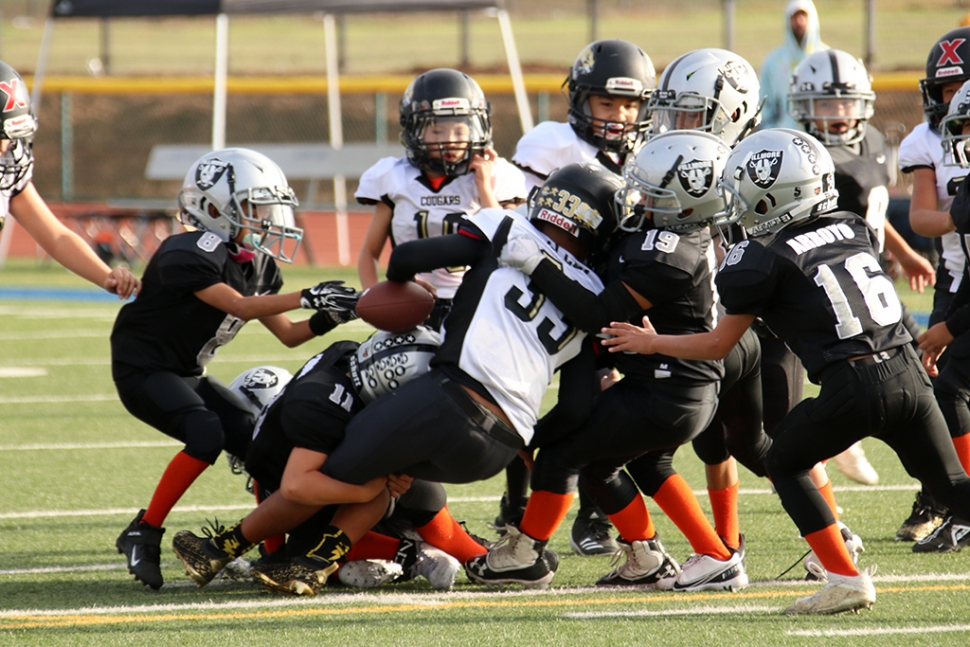 Above are the Fillmore Raiders Bantams making a group tackle, while Fillmore’s #8 tries to snatch the ball from Cougars claws in this past Saturday’s game against the Camarillo Cougars. Final score 12 – 6 Raiders. Photos Courtesy Crystal Gurrola.