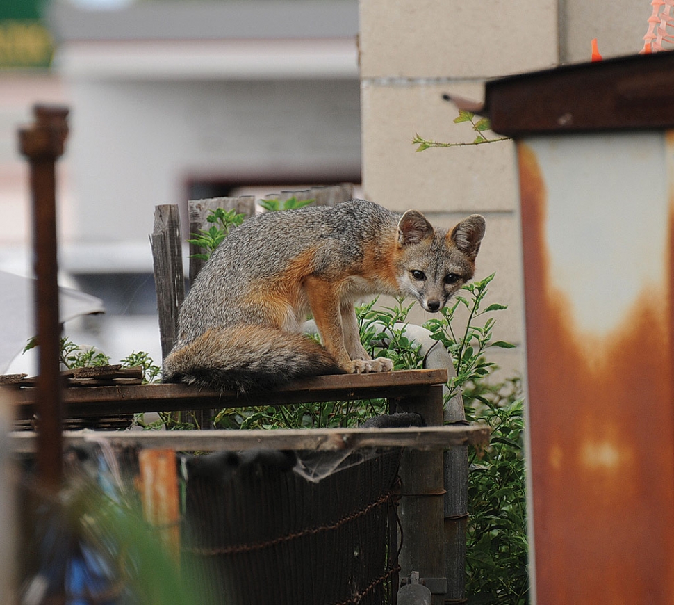 Monday, October 15, a Red Fox was spotted on top of a shed on Fillmore Street.
