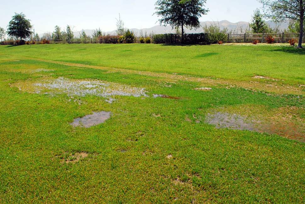 The condition of the park at Riverwalk needs some help. Large grass areas are flooded by damaged sprinklers and residents fear they have become a breeding area for mosquitoes.