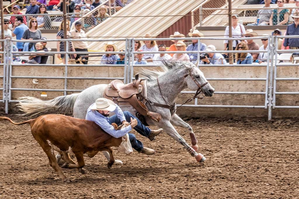 Ventura County Fair Rodeo The Fillmore Gazette
