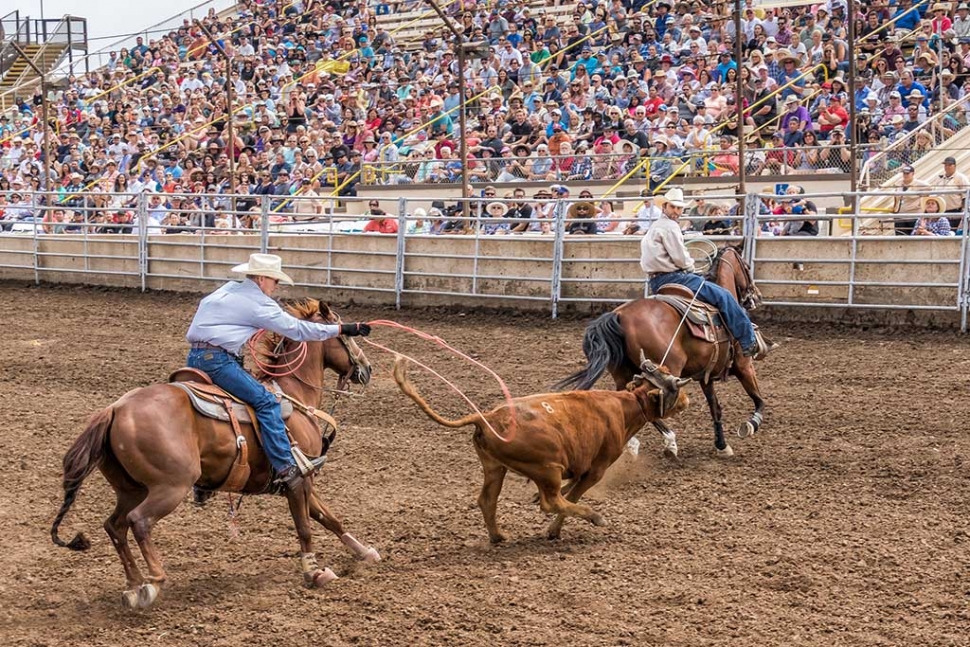 Ventura County Fair Rodeo The Fillmore Gazette