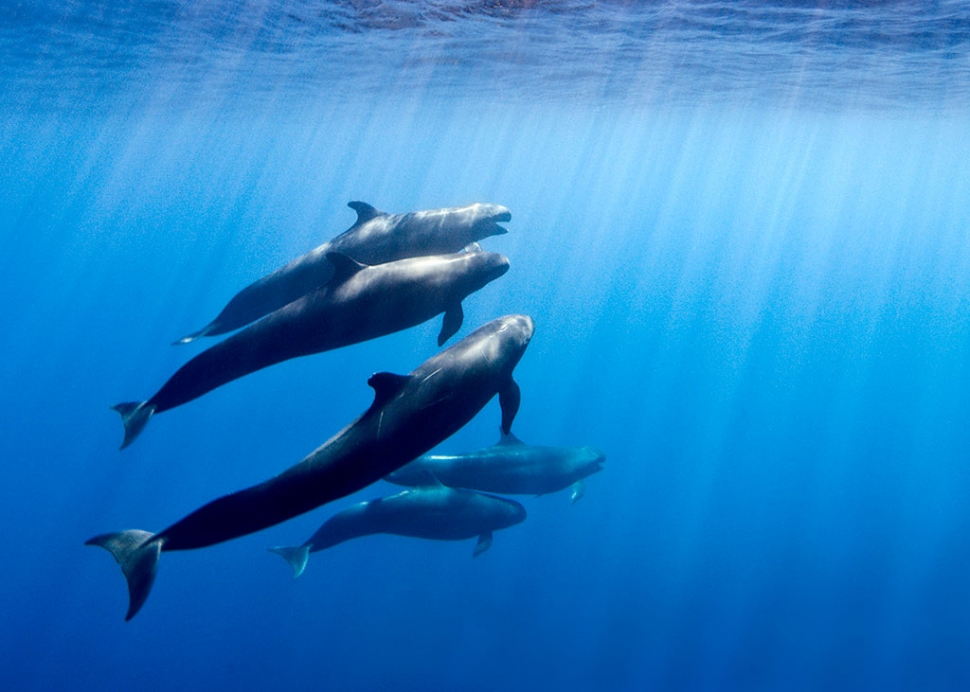 "False-Killer-Whale" - Photo by Richard Salas