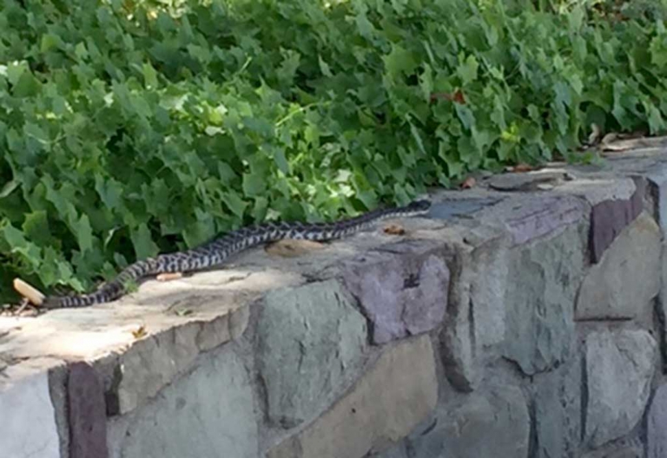 Rattelsnake season is here and so are the snakes, like this one spotted in Bardsdale. Clear weeds and clutter away from your yard and be aware.