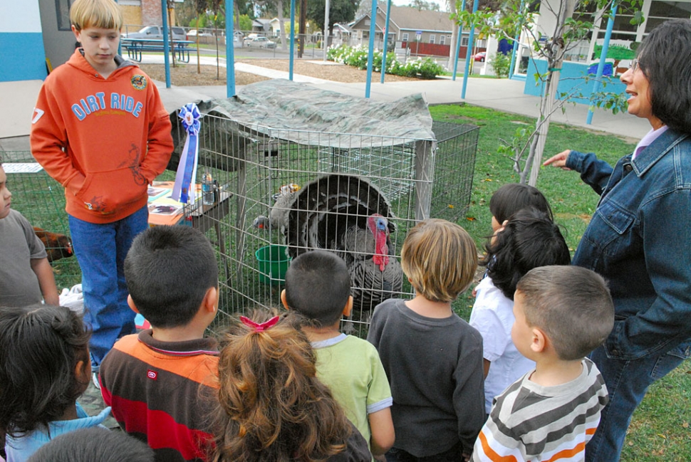 Timmy Klittich brought his show turkeys to the Thanksgiving fest at San Cayetano School last Tuesday. Above Mrs. Chavez and her class listen quitely to Klittich’s presentation.