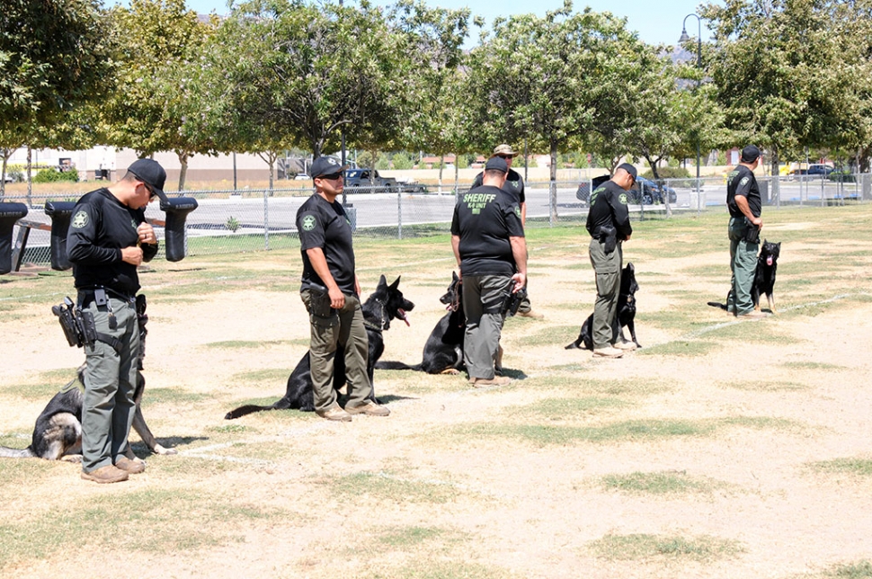 On Tuesday, August 16th at 2 p.m. at Two Rivers Park in Fillmore, the Ventura County Sheriff ’s K9 Unit was conducting a K9 Training with six of their K9 officers. Pictured above are the K9’s lined up and ready to take their orders, and inset are the officer’s and the K9’s as they take a lap around the park. 