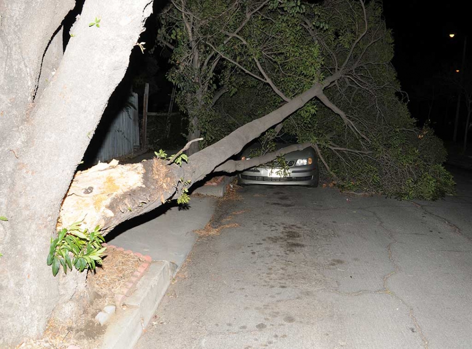 A large tree on Orange Grove Avenue, north of Ventura Street, split a limb Monday night during high winds and fell on a local resident’s car.