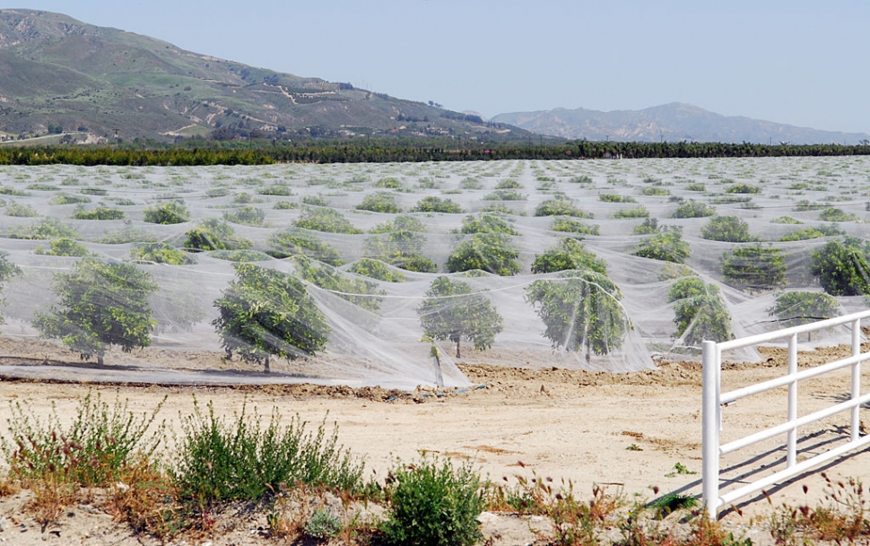 Shown is a large net-covered citrus orchard on Highway 23. The netting is meant to keep bees from pollinating seedless orange/tangerine trees. At issue are beekeepers who prize orange blossom honey and citrus growers who blame the bees for causing otherwise seedless citrus fruit to develop pips.