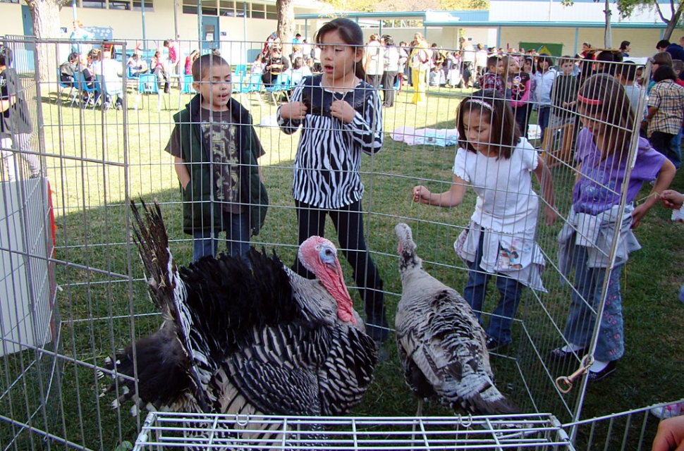 Third grade students at San Cayetano host their yearly celebration of Plymouth Plantation for the whole school. Students rotate through various activities from that time period. The turkeys pictured (with San Cayetano students) come back to visit us each year for the Plantation event. They are owned by Timmy Klittich and family.