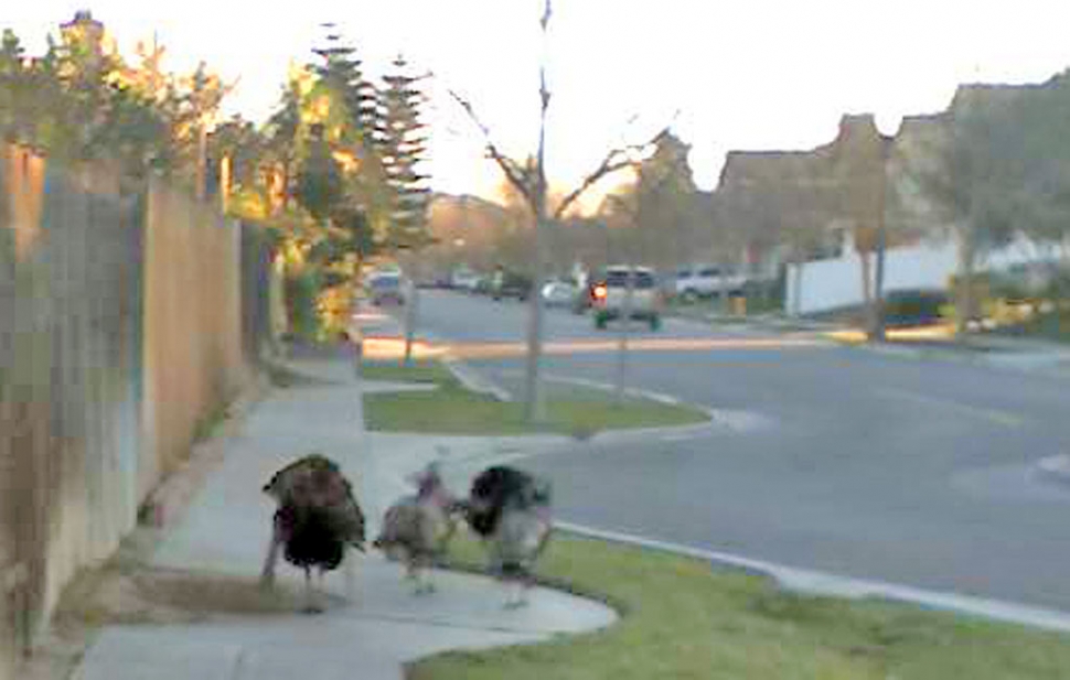 Fillmore resident Joe Diaz was on his way to work Tuesday morning at 7:30 a.m. when he spotted this flock of turkeys on River Street looking for an early morning snack.
