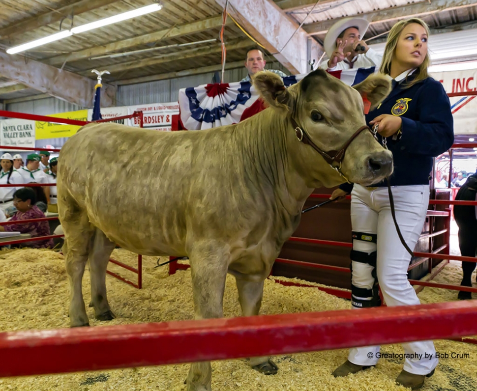 Samantha Wokal, with “Thumper” FFA Reserve Champion Replacement Heifer.