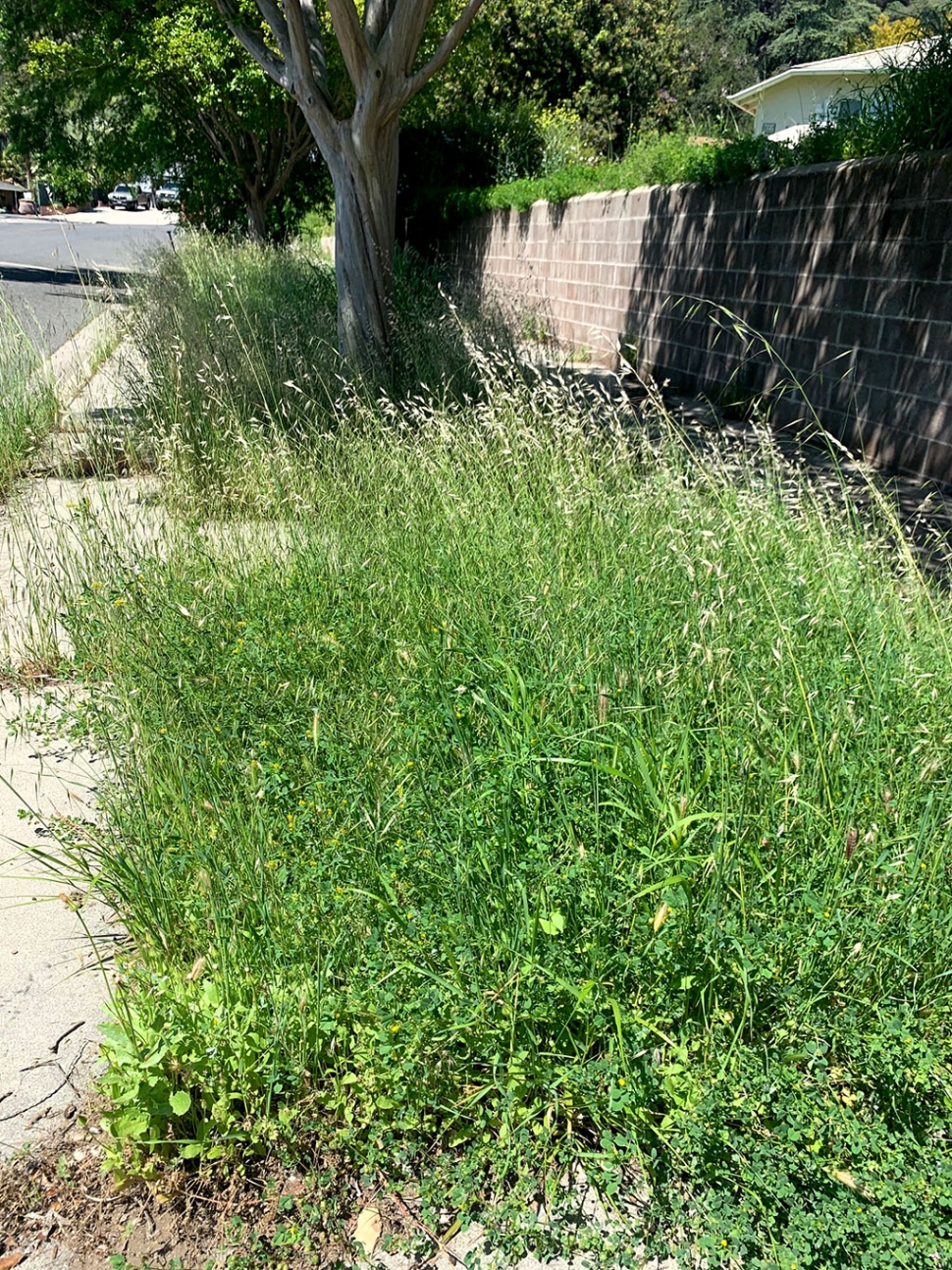 Fillmore Fire Department will be issuing weed abandonment notices in the next few weeks, the deadline for clearance will be set for June 1st. Photo Courtesy Fillmore Fire Department.