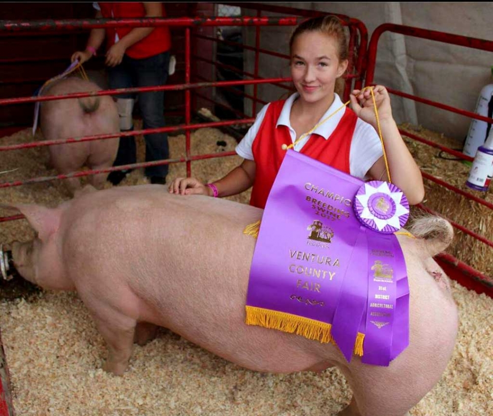 Autumn Inglis pictured with her Grand Champion Breeding Swine. Photos Courtesy of Brenda Fanning.